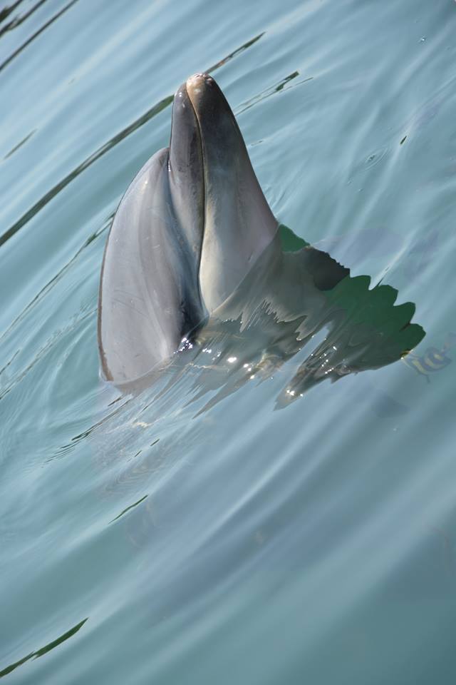 http://www.aqu-aca.com/staffblog/dolphine.jpg