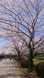 公園の桜.jpg