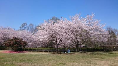 公園の桜2.jpg