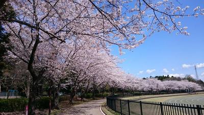 公園の桜3.jpg