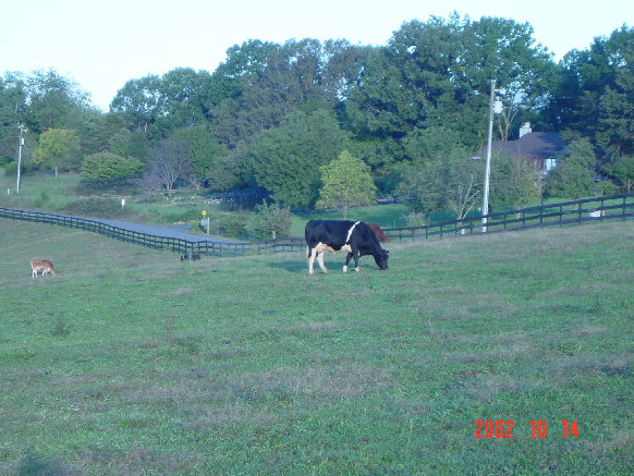 のんびりと草を食む牛たち